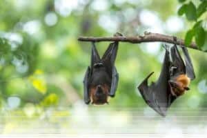 הרחקת עטלפים