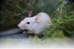 לוכד עכברים בחולון